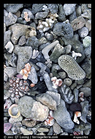 Beached coral, Tau Island. National Park of American Samoa (color)