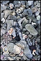 Beached coral, Tau Island. National Park of American Samoa ( color)