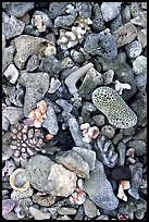 Beached coral, Tau Island. National Park of American Samoa (color)