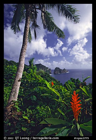 Palm tree and wild ginger along the road from Afono to Vatia, Tutuila Island. National Park of American Samoa (color)