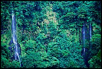 Ephemeral waterfalls in Amalau Valley, Tutuila Island. National Park of American Samoa