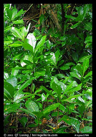 Tropical leaves,  Tutuila Island. National Park of American Samoa (color)