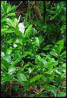 Tropical leaves,  Tutuila Island. National Park of American Samoa ( color)