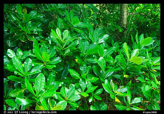 Leaves in tropical forest, Tutuila Island. National Park of American Samoa (color)