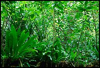 Coastal rainforest mixed with subsistence plantation, Tutuila Island. National Park of American Samoa