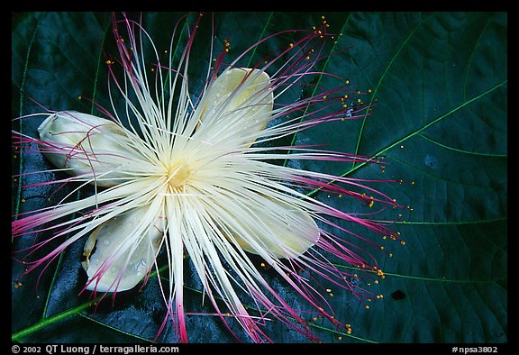 Delicate tropical flower and leaf, Tutuila Island. National Park of American Samoa