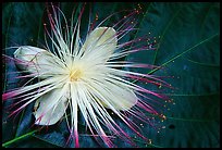 Delicate tropical flower and leaf, Tutuila Island. National Park of American Samoa