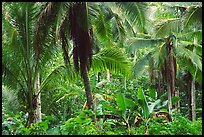 Mix of native and planted tropical plants, Tutuila Island. National Park of American Samoa ( color)