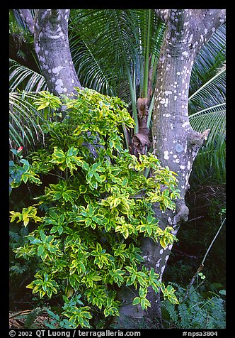 Tropical tree trunk, Tutuila Island. National Park of American Samoa (color)