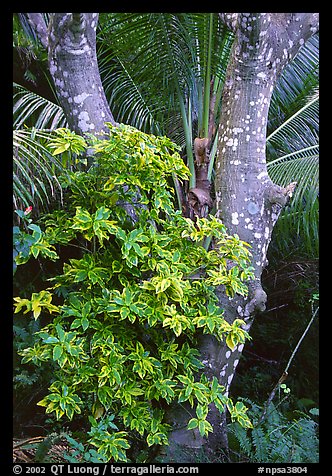 Tropical tree trunk, Tutuila Island. National Park of American Samoa