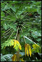 Tropical tree branches and fruits, Tutuila Island. National Park of American Samoa