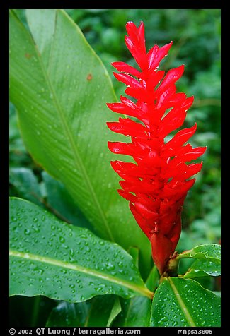 Wild ginger, Tutuila Island. National Park of American Samoa