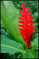 Wild ginger, Tutuila Island. National Park of American Samoa ( color)