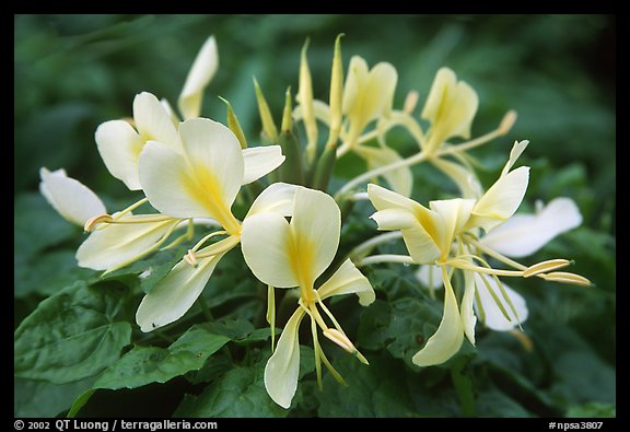 Tropical yellow flower, Tutuila Island. National Park of American Samoa