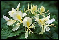 Tropical yellow flower, Tutuila Island. National Park of American Samoa