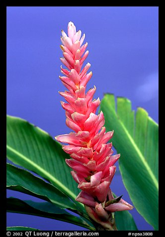 Wild Ginger flower, Tutuila Island. National Park of American Samoa (color)