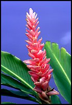 Wild Ginger flower, Tutuila Island. National Park of American Samoa