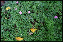 Close-up of flowers, fallen leaves and ground cover. National Park of American Samoa ( color)