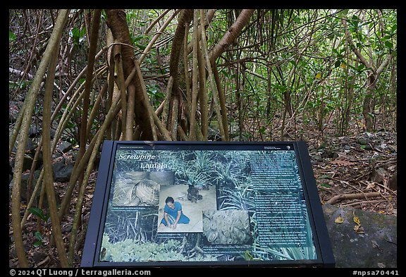 Screwpine interpretive sign, Ofu Island. National Park of American Samoa (color)