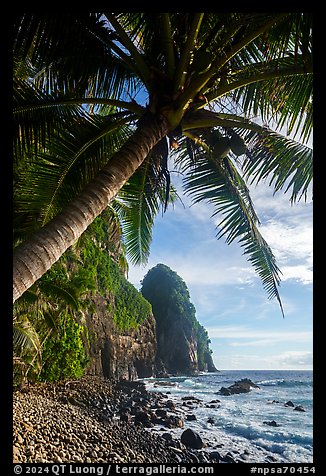 Coconut tree and Pola Island. National Park of American Samoa (color)