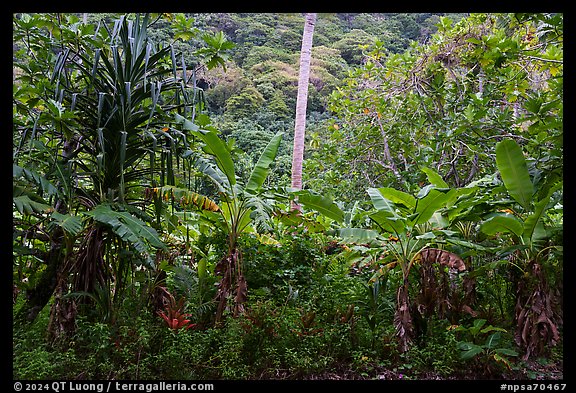 Screwpine, coconut tree trunk, and banana trees, Ofu Island. National Park of American Samoa (color)