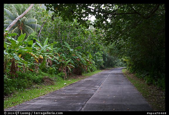 Road through lush tropical vegetation, Ofu Island. National Park of American Samoa (color)
