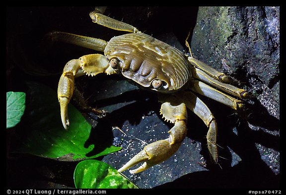 Crab, Ofu Island. National Park of American Samoa (color)