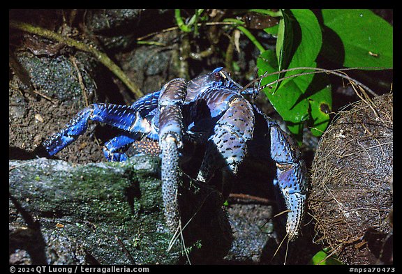 Coconut Crab, Ofu Island. National Park of American Samoa (color)