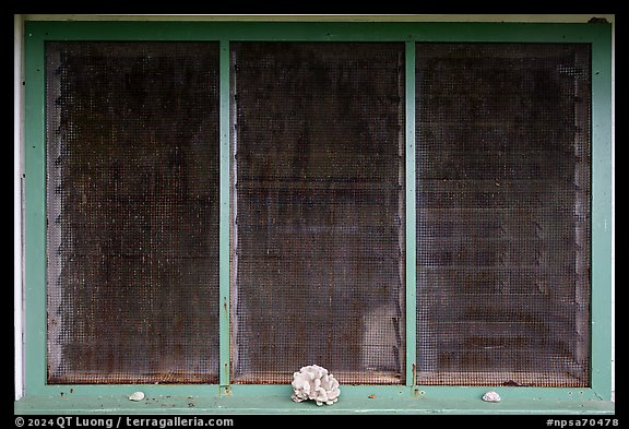 Corals, Ofu Ranger Station and Visitor Center window. National Park of American Samoa (color)