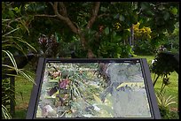 Tropical forest interpretive sign, Ofu Island. National Park of American Samoa ( color)