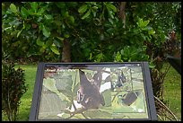 Fruit bats interpretive sign, Ofu Island. National Park of American Samoa ( color)