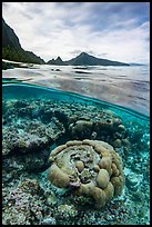 Over-under split view of corals and mountains, Ofu Island (composite). National Park of American Samoa ( color)