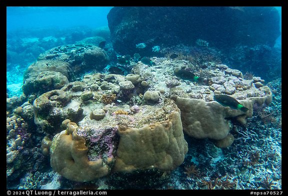 Underwater view of corals in Ofu Lagoon. National Park of American Samoa (color)