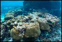 Underwater view of corals in Ofu Lagoon. National Park of American Samoa ( color)