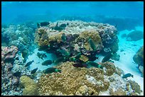 Underwater view of corals and fish in Ofu Lagoon. National Park of American Samoa ( color)