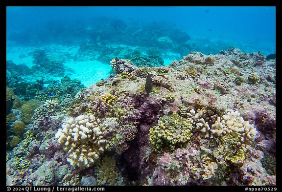 Underwater view of reef in Ofu Lagoon. National Park of American Samoa (color)