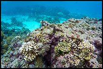 Underwater view of reef in Ofu Lagoon. National Park of American Samoa ( color)
