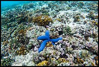 Underwater view of corals and blue sea star in Ofu Lagoon. National Park of American Samoa ( color)