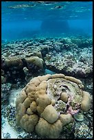 Underwater view of coral reef in Ofu Lagoon. National Park of American Samoa ( color)