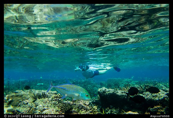 Woman snorkeling in Ofu Lagoon. National Park of American Samoa (color)