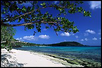 Tropical Almond (Terminalia catappa), beach on Hawksnest Bay. Virgin Islands National Park, US Virgin Islands.