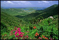 Tropical flowers and forest from Centerline road. Virgin Islands National Park, US Virgin Islands. (color)