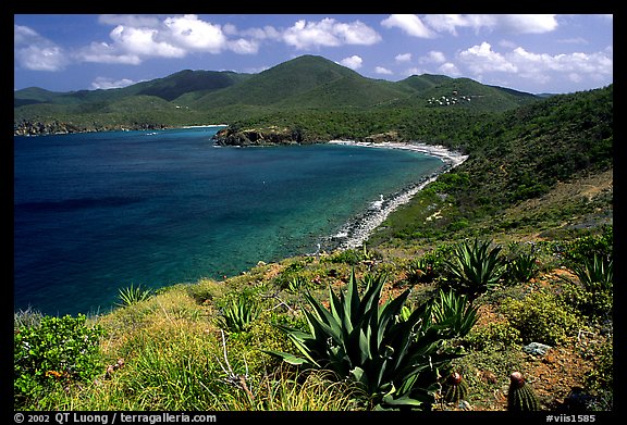 Agaves on Ram Head. Virgin Islands National Park (color)