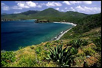 Agaves on Ram Head. Virgin Islands National Park, US Virgin Islands. (color)