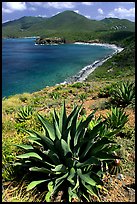 Agave on Ram Head. Virgin Islands National Park, US Virgin Islands.