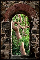 Trees through window of old sugar mill. Virgin Islands National Park, US Virgin Islands.