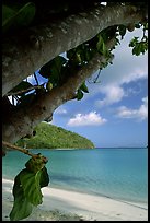 Noni tree (Morinda citrifolia) and beach, Maho Bay. Virgin Islands National Park ( color)