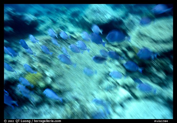 School of blue fish underwater. Virgin Islands National Park (color)