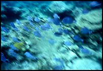 School of blue fish underwater. Virgin Islands National Park, US Virgin Islands.