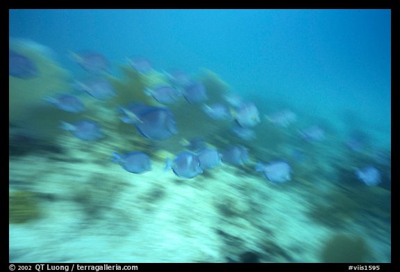 School of blue fish in motion. Virgin Islands National Park, US Virgin Islands.